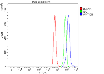 WNT10B Rabbit Polyclonal Antibody