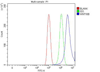 WNT10B Rabbit Polyclonal Antibody