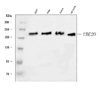 UBE2O Rabbit Polyclonal Antibody
