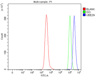 Ubc13/UBE2N Rabbit Polyclonal Antibody