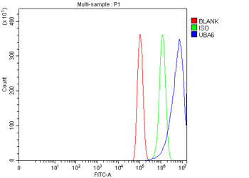 UBA6 Rabbit Polyclonal Antibody