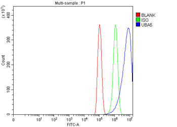 UBA5 Rabbit Polyclonal Antibody