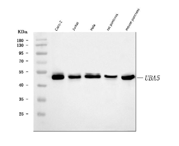 UBA5 Rabbit Polyclonal Antibody