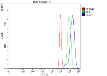 TIGD1 Rabbit Polyclonal Antibody