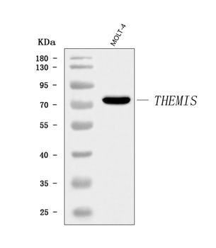 THEMIS Rabbit Polyclonal Antibody