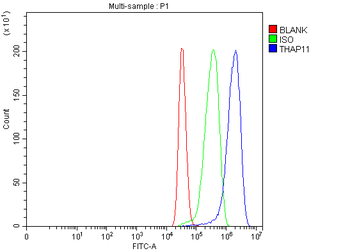 THAP11 Rabbit Polyclonal Antibody