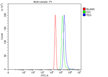 TDG Rabbit Polyclonal Antibody