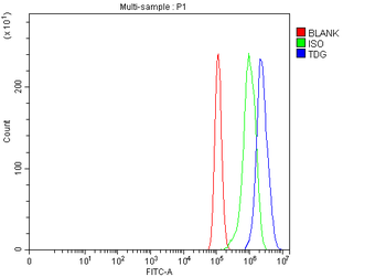 TDG Rabbit Polyclonal Antibody