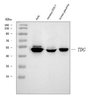 TDG Rabbit Polyclonal Antibody