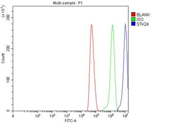 MST3/STK24 Rabbit Polyclonal Antibody