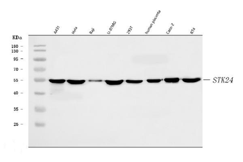 MST3/STK24 Rabbit Polyclonal Antibody