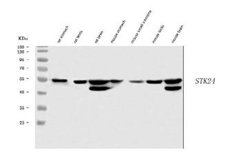 MST3/STK24 Rabbit Polyclonal Antibody