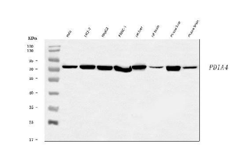 ERp72/PDIA4 Rabbit Polyclonal Antibody
