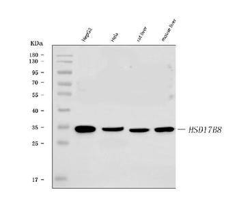 HSD17B8 Rabbit Polyclonal Antibody