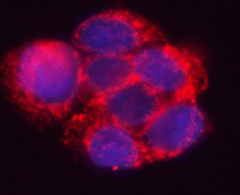 HSD17B7 Rabbit Polyclonal Antibody