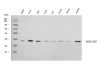 HSD17B7 Rabbit Polyclonal Antibody