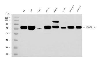 FIP1L1 Rabbit Polyclonal Antibody
