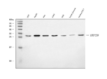 ERP29 Rabbit Polyclonal Antibody