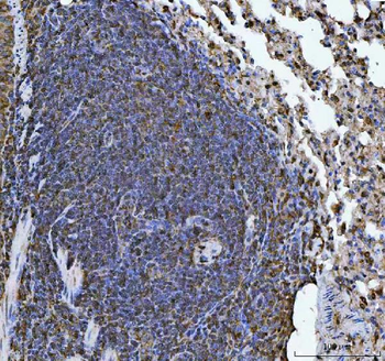 ERP29 Rabbit Polyclonal Antibody