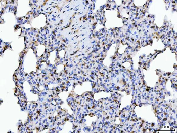 ERP29 Rabbit Polyclonal Antibody