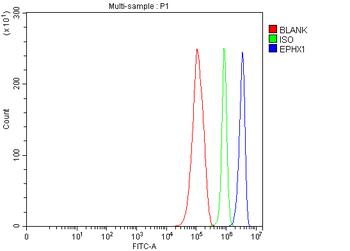 Epoxide hydrolase/EPHX1 Rabbit Polyclonal Antibody