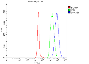 Hsp40/DNAJB1 Rabbit Polyclonal Antibody