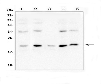Bcl-2-like protein 2 Bcl2L2 Rabbit Polyclonal Antibody