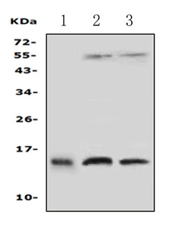 Profilin 2/PFN2 Rabbit Polyclonal Antibody