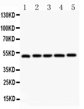 LXR alpha/NR1H3 Rabbit Polyclonal Antibody