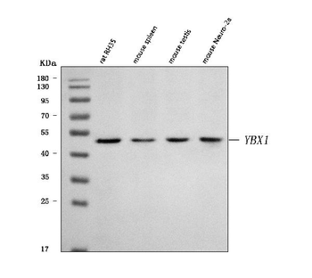 YB1/Ybx1 Rabbit Polyclonal Antibody