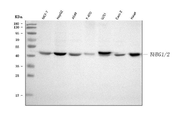 TUBG1/2 Rabbit Polyclonal Antibody