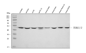 TUBG1/2 Rabbit Polyclonal Antibody