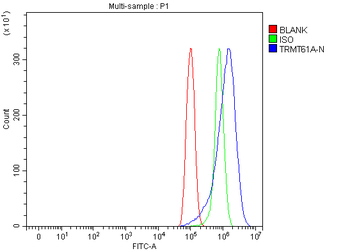TRMT61A Rabbit Polyclonal Antibody