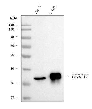 PIG3/TP53I3 Rabbit Polyclonal Antibody