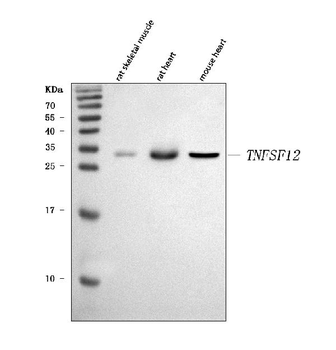 TWEAK/Tnfsf12 Rabbit Polyclonal Antibody