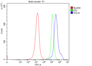 Thymidine Kinase 2/TK2 Rabbit Polyclonal Antibody
