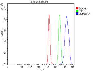 SNF5/SMARCB1 Rabbit Polyclonal Antibody