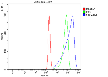 SLC40A1 Rabbit Polyclonal Antibody