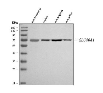 SLC40A1 Rabbit Polyclonal Antibody