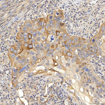 OAT3/SLC22A8 Rabbit Polyclonal Antibody