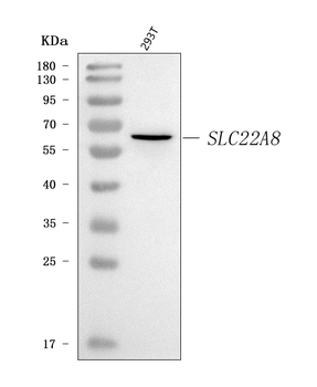 OAT3/SLC22A8 Rabbit Polyclonal Antibody