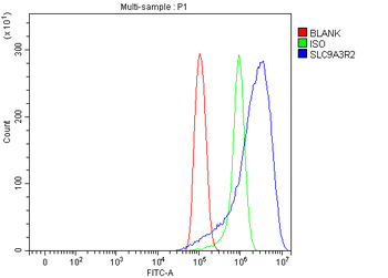 NHERF-2/SIP-1/SLC9A3R2/NHERF Rabbit Polyclonal Antibody