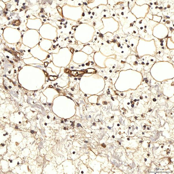 NHERF-2/SIP-1/SLC9A3R2/NHERF Rabbit Polyclonal Antibody