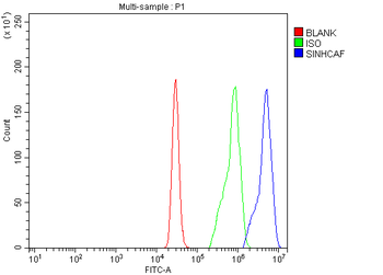 SINHCAF Rabbit Polyclonal Antibody