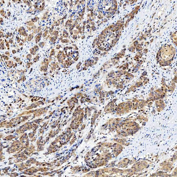 SINHCAF Rabbit Polyclonal Antibody