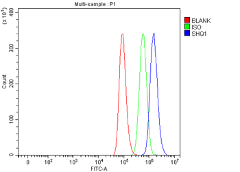 SHQ1 Rabbit Polyclonal Antibody