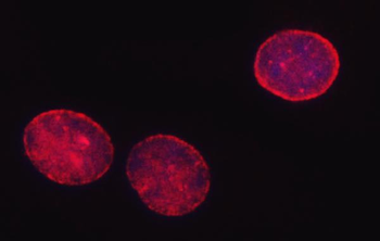 SHQ1 Rabbit Polyclonal Antibody
