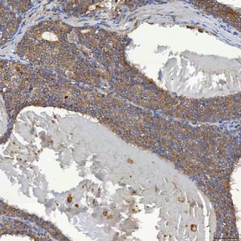 SHQ1 Rabbit Polyclonal Antibody