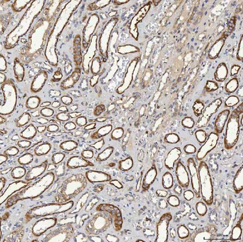 SHQ1 Rabbit Polyclonal Antibody
