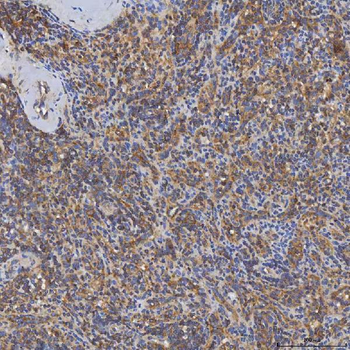 SHQ1 Rabbit Polyclonal Antibody